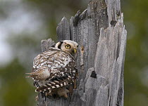 Hawk Owl {Surnia ulula} female at nest site, Lapland, Finland