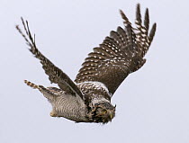 Wet and bedraggled female Hawk Owl {Surnia ulula} in flight, Lapland, Finland