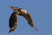 Hawk Owl {Surnia ulula} female in flight, Lapland, Finland