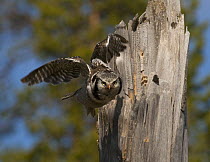 Hawk Owl {Surnia ulula} male launching itself in flight from nest site in top of old pine stump, Lapland, Finland