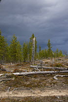 Hawk Owl {Surnia ulula} breeding habitat in cleared forest. Old tree stumps left standing provide nest sites and show responsible forestry practice. Lapland, Finland