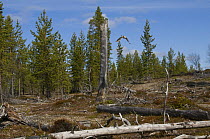 Hawk Owl {Surnia ulula} flying through breeding habitat in cleared forest. Old tree stumps left standing provide nest sites and show responsible forestry practice. Lapland, Finland