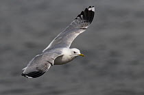 Common Gull {Larus canus} in flight, Varanger, Norway