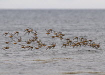 Flock of Red Knot {Calidris canutus} in breeding plumage flying over sea on spring migration, Varanger, Norway