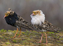 Two male Ruffs {Philomachus pugnax} waiting for the arrival of females (Reeves) on their lekking ground before starting to display, Varanger, Norway