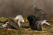 Two male Ruffs {Philomachus pugnax} engaged in prostrate poses trying to attact a female / reeve at the lek, Varanger, Norway