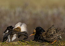 Two male Ruffs {Philomachus pugnax} engaged in prostrate poses trying to attact a female / reeve at the lek, Varanger, Norway