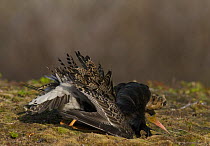 Male Ruff {Philomachus pugnax} engaged in prostrate poses trying to attact a female / reeve at the lek, Varanger, Norway