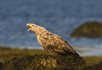 Male White tailed sea eagle {Haliaeetus albicilla} "trumpet calling" to its mate on the shoreline, Varanger, Norway