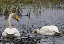 Pair of Whooper Swans {Cygnus cygnus} feeding on newly emergent vegetation. One keeps watch while the other plunges head into water, Varanger, Norway