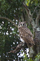 Giant / Verreaux's Eagle Owl {Bubo lacteus} perched, Masai Mara Triangle, Kenya