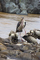 Marabou Stork {Leptoptilos crumeniferus} feeding on Wildebeest carcasses in Mara River, Kenya
