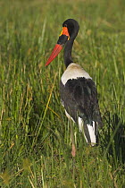 Saddle-billed Stork {Ephippiorhynchus senegalensis} Masai Mara Triangle, Kenya