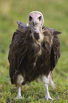 Hooded Vulture {Necrosyrtes monachus} Masai Mara Triangle, Kenya