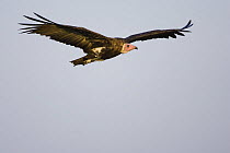 Hooded Vulture {Necrosyrtes monachus} flying, Masai Mara Triangle, Kenya