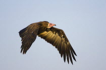 Hooded Vulture {Necrosyrtes monachus} flying, Masai Mara Triangle, Kenya