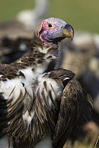 Lappet-faced Vulture {Aegypius tracheliotus} Masai Mara Triangle, Kenya