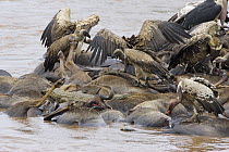 Ruppell's Griffon Vultures {Gyps rueppellii} feeding on wildebeest carcasses in Mara River, Kenya