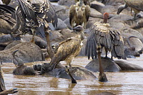 White-backed Vulture {Gyps africanus} on wildebeest carcasses in Mara River, Kenya