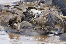 White-backed Vulture {Gyps africanus} feeding on wildebeest carcasses in Mara River, Kenya
