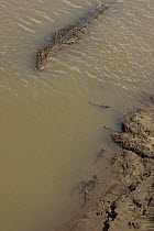 Nile Crocodile {Crocodylus niloticus} mother watches over hatchlings in Mara River, Maasai Mara Reserve, Kenya *Digitally removed grass from foreground