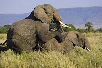 African Elephant {Loxodonta africana} bull mounting female, Masai Mara Triangle, Kenya