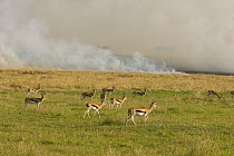 Herd of Thomson's Gazelle {Gazella thomsonii} with grass fire in background, Masai Mara Triangle, Kenya