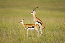 Thomson's Gazelle {Gazella thomsonii} mating pair, Masai Mara Triangle, Kenya