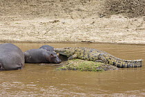 Hippopotamus {Hippopotamus amphibious} and Nile crocodile {Crocodilus niloticus} in river, Masai Mara Triangle, Kenya