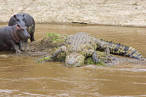 Hippopotamus {Hippopotamus amphibious} and Nile crocodile {Crocodilus niloticus} in river, Masai Mara Triangle, Kenya