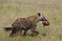 Spotted Hyena {Crocuta crocuta} carrying off internal organ from carcass, Masai Mara Triangle, Kenya