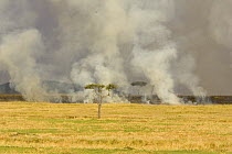 Grass fire on the savanna, Masai Mara Triangle, Kenya