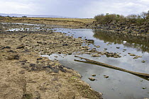 Mara River during the dry season, river showing record low levels after increase in deforestation upstream, Masai Mara Triangle, Kenya, 2008