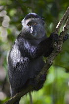 Sykes / Blue Monkey  {Cercopithecus mitis} resting in tree, Masai Mara, Kichwa Tembo Forest, Kenya