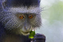Sykes / Blue Monkey  {Cercopithecus mitis} young feeding on leaf, Masai Mara, Kichwa Tembo Forest, Kenya