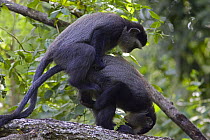 Sykes / Blue Monkey  {Cercopithecus mitis} mating pair, Masai Mara, Kichwa Tembo Forest, Kenya