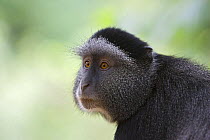 Sykes / Blue Monkey  {Cercopithecus mitis} Masai Mara, Kichwa Tembo Forest, Kenya