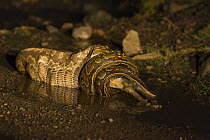 African Rock Python {Python sebae} swallowing Duiker, Masai Mara Triangle, Kenya