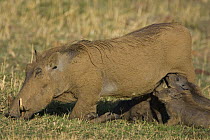 African warthogs {Phacochoerus aethiopicus} female grazing while piglets suckle, Masai Mara Triangle, Kenya