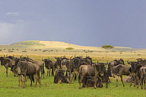 Wildebeest {Connochaetes taurinus} herd on the savanna, Masai Mara Triangle, Kenya