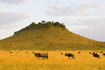 Wildebeest {Connochaetes taurinus} herd on the savanna, Masai Mara Triangle, KenyaKenya