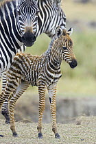 Common Zebra {Equus quagga} mother and newborn foal (less than 3-days) Masai Mara Triangle, Kenya