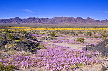 Sand Verbena {Abronia latifolia} and Desert Gold {Geraea canescens} flowering in the desert, Amboy Crater, California, USA