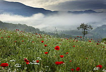 A poppy field in the Valnerina near Preci with the mountains of Monti Sibillini National Park in the background, Umbria, Italy