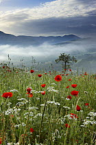 A poppy field in the Valnerina near Preci with the mountains of Monti Sibillini National Park in the background, Umbria, Italy