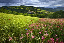 Spring flowers growing in a field in the Valnerina with Preci beyond, Monti Sibillini National Park, Umbria, Italy