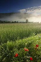 Early morning mist lying on the fields around Campi in the Valnerina, Monti Sibillini National Park, Umbria, Italy