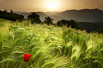 Dawn in a barley field overlooking the Valnerina near Meggiano, Umbria, Italy