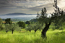 An olive grove near Montefalco, Umbria, Italy