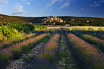 Rows of lavender in a field with the village of Simiane-la-Rotonde in the background, the Vaucluse, Provence, France